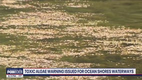 Toxic algae warning issued for Ocean Shores waterways