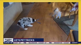 Liz's Pet Tricks for Monday, June 19