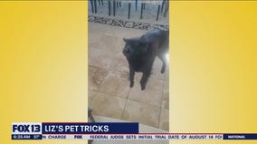 Liz's Pet Tricks for Wednesday, June 21