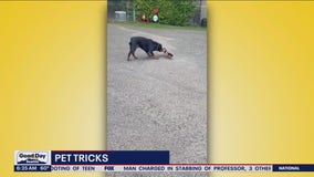 Pet Tricks for Friday, June 30