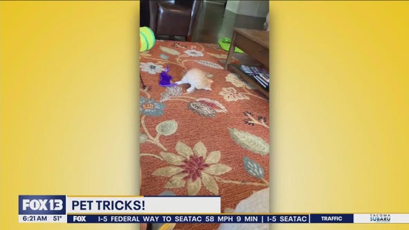 Pet Tricks for Monday, October 7