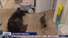 Liz's Pet Tricks for Tuesday, June 14