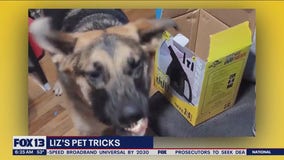 Liz's Pet Tricks for Tuesday, June 27