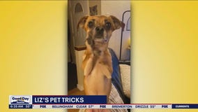 Liz's Pet Tricks for Wednesday, June 28