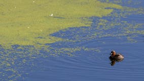 Health advisory: Toxic algae bloom in Lake Lawrence