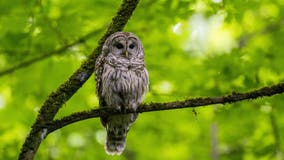 US Fish and Wildlife Service unveils plan to kill barred owls in WA