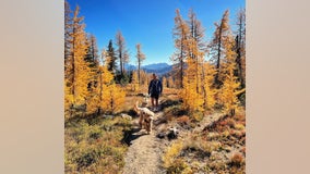 Volunteers step in as large crowds swarm WA's North Cascades for 'Larch Madness'