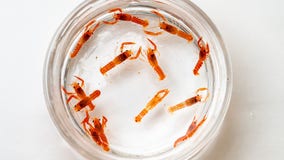 Rare orange lobster gives birth to more rare orange lobsters