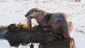 River otter pulls young child into WA water, attacks family at marina