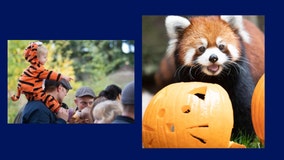 Pumpkin Bash returns to Seattle's Woodland Park Zoo