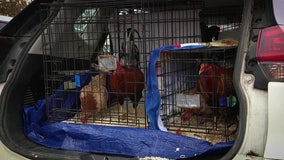 Rescued from cockfighting rings, Washington animal rescue on blitz to rehome roosters