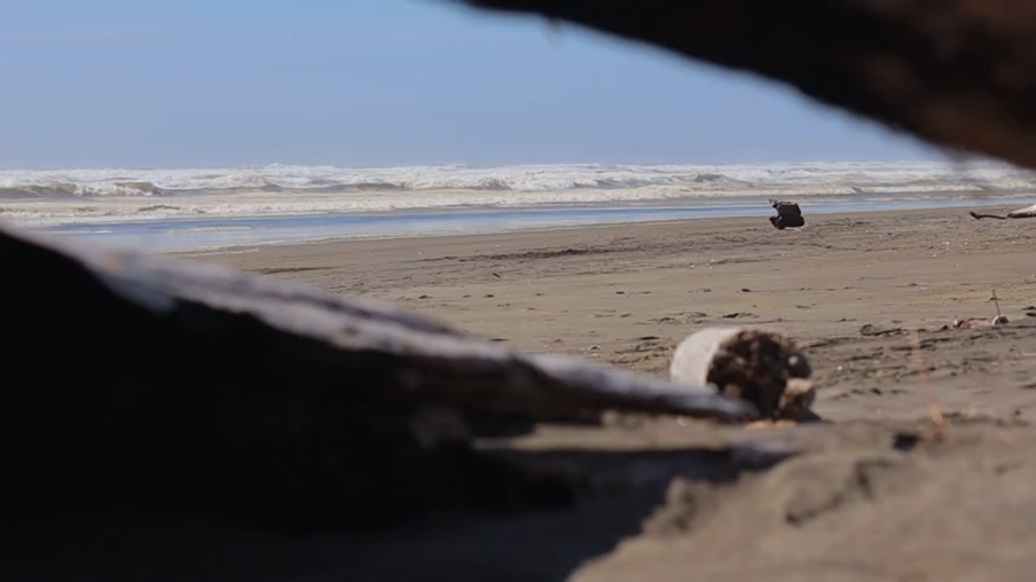 ocean shores beach